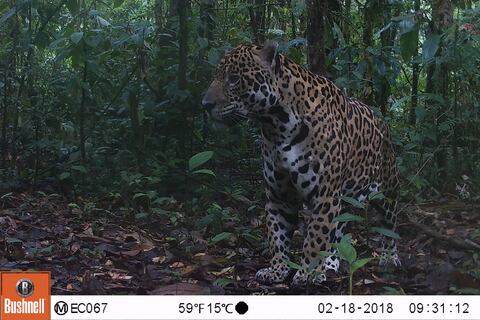 Plan para salvar al jaguar se ampliará a la Amazonía sur y a la región Costa del Ecuador