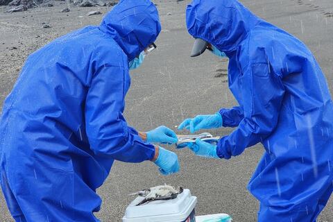 Aves muertas en Galápagos dieron negativo para influenza aviar