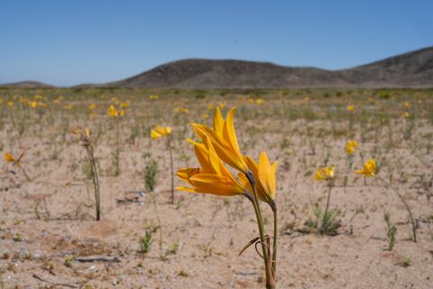 El suelo desértico de Atacama se parece a Marte desde el punto de vista geológico y climático