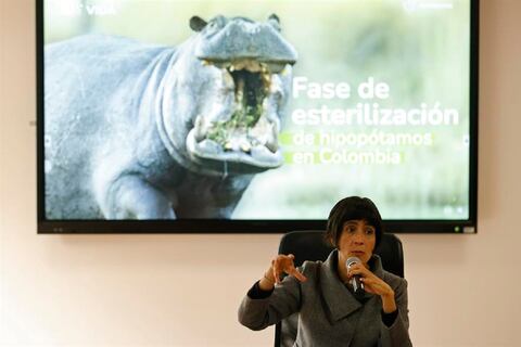 Esterilización o eutanasia: qué pasará con los llamados “hipopótamos de la cocaína” o de Pablo Escobar en Colombia