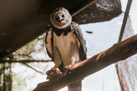 Pareja de águila harpía del Parque Histórico de Samborondón dejó de reproducirse tras tener tres crías en cautiverio, ambos ejemplares están longevos 