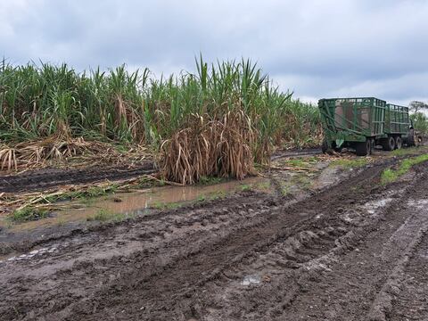 Si temporal no mejora y la zafra no se regula, ingenios azucareros continuarán importando azúcar blanca para cubrir déficits de producción y abastecer mercado interno 