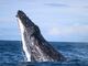 ¿Por qué las ballenas jorobadas fueron más felices durante la pandemia Covid-19?, estudio revela su comportamiento
