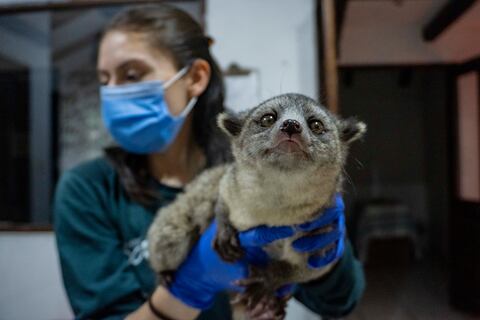 Llegan desnutridos y hasta los venden como medicina ancestral: zoológicos de Ecuador se unen contra el tráfico de fauna silvestre 