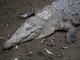 Conoce a la pareja de cocodrilos de la Costa que procrearon y habitan en el Parque Histórico de Samborondón 