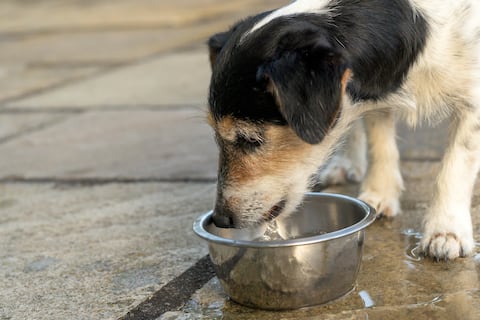 Campaña busca recaudar fondos para fundaciones de rescate animal en Quito y Guayaquil