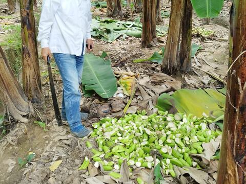 Productores bananeros prefieren picar su fruta antes que venderla a precios bajos 