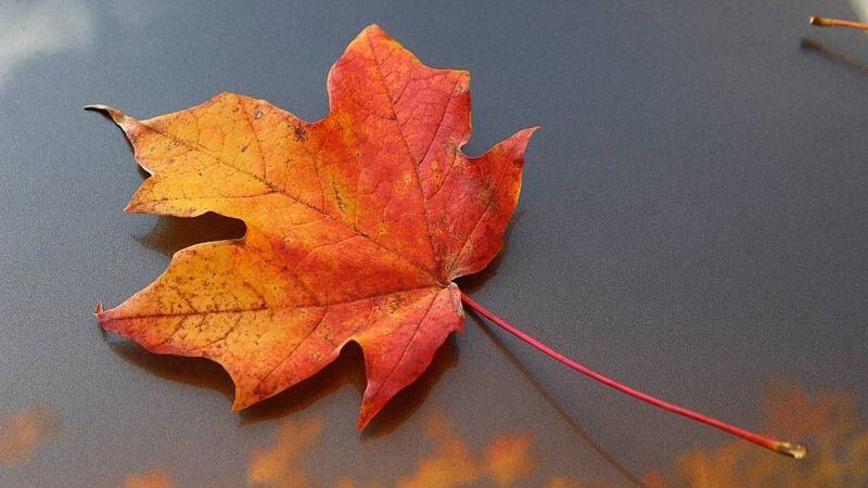 En el otoño las hojas pierden su color verde. Foto: GETTY IMAGES
