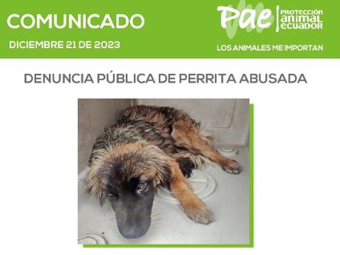 ONG pide ayuda para dar con los responsables del abuso sexual a una cachorra en Quito