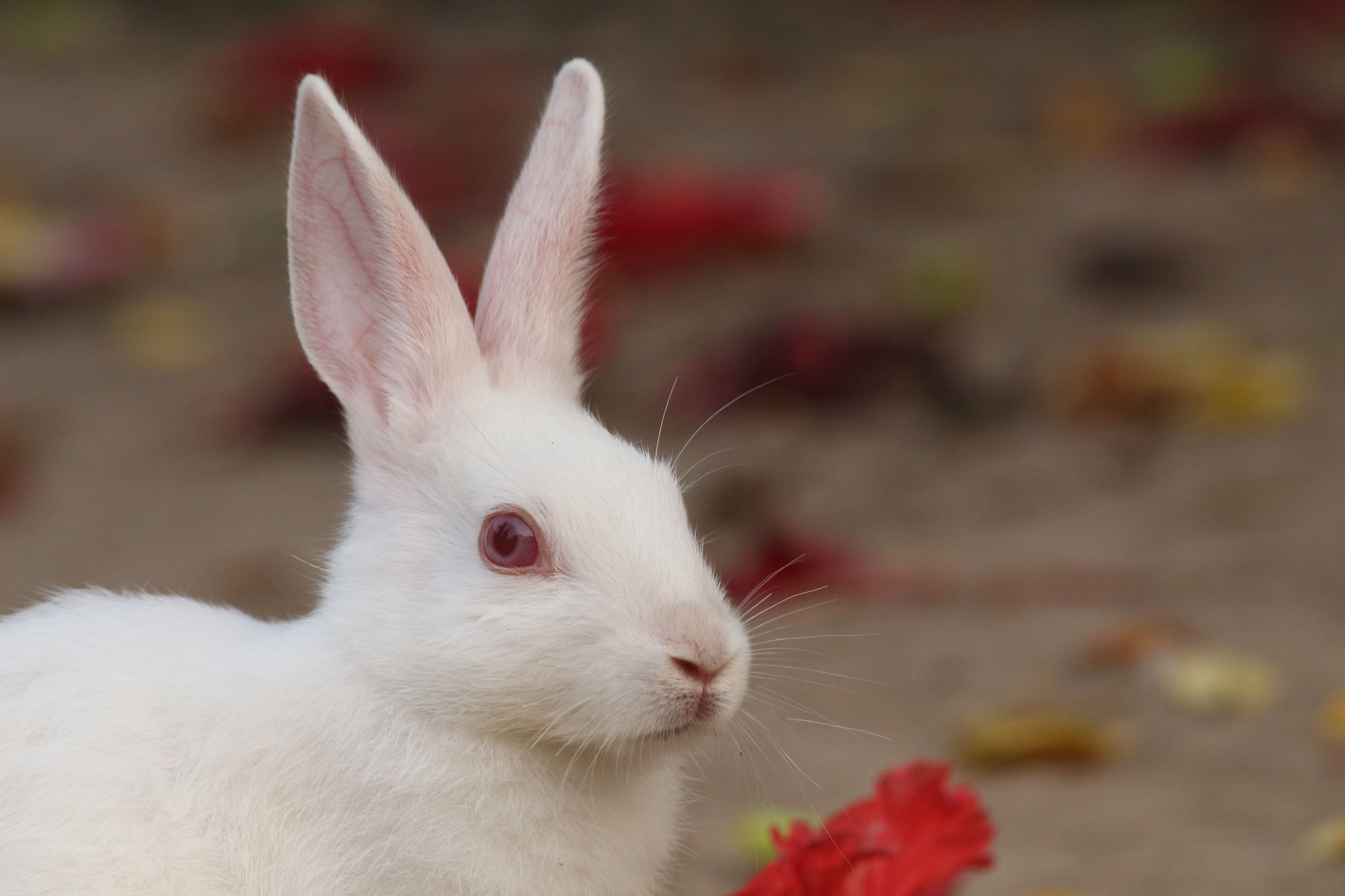 Según el calendario chino, ¿qué animal regirá el 2023?