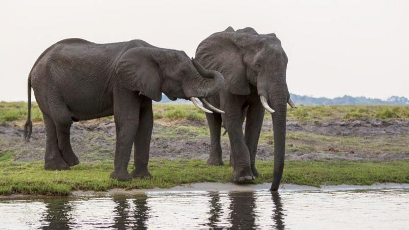 Botsuana ha donado miles de elefantes a países vecinos.