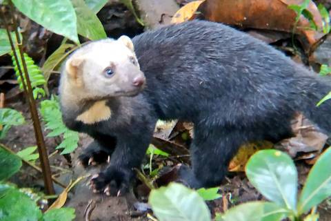 Cabeza de mate, el animal que está siendo confundido con el ‘chupacabras’ en la zona de rural de Manabí 