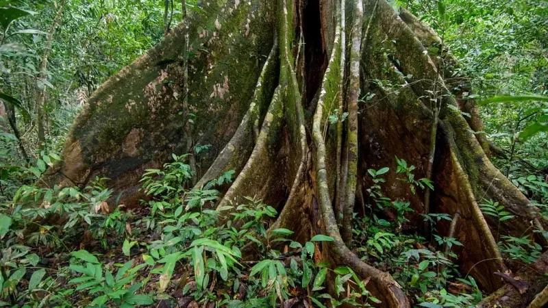 GETTY IMAGES Cerca de la mitad de los árboles de selvas húmedas tropicales, como la Amazonia, producen semillas recalcitrantes que no pueden ser guardadas en bancos de semillas convencionales.