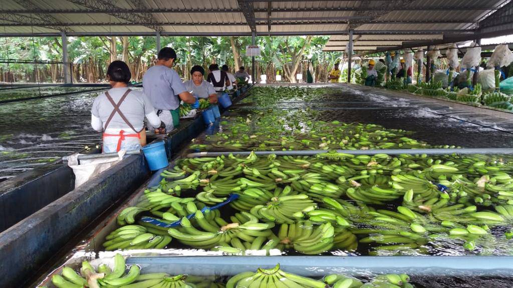 Exportaciones De Banano Caen 2 14 En El Primer Trimestre Del 2021