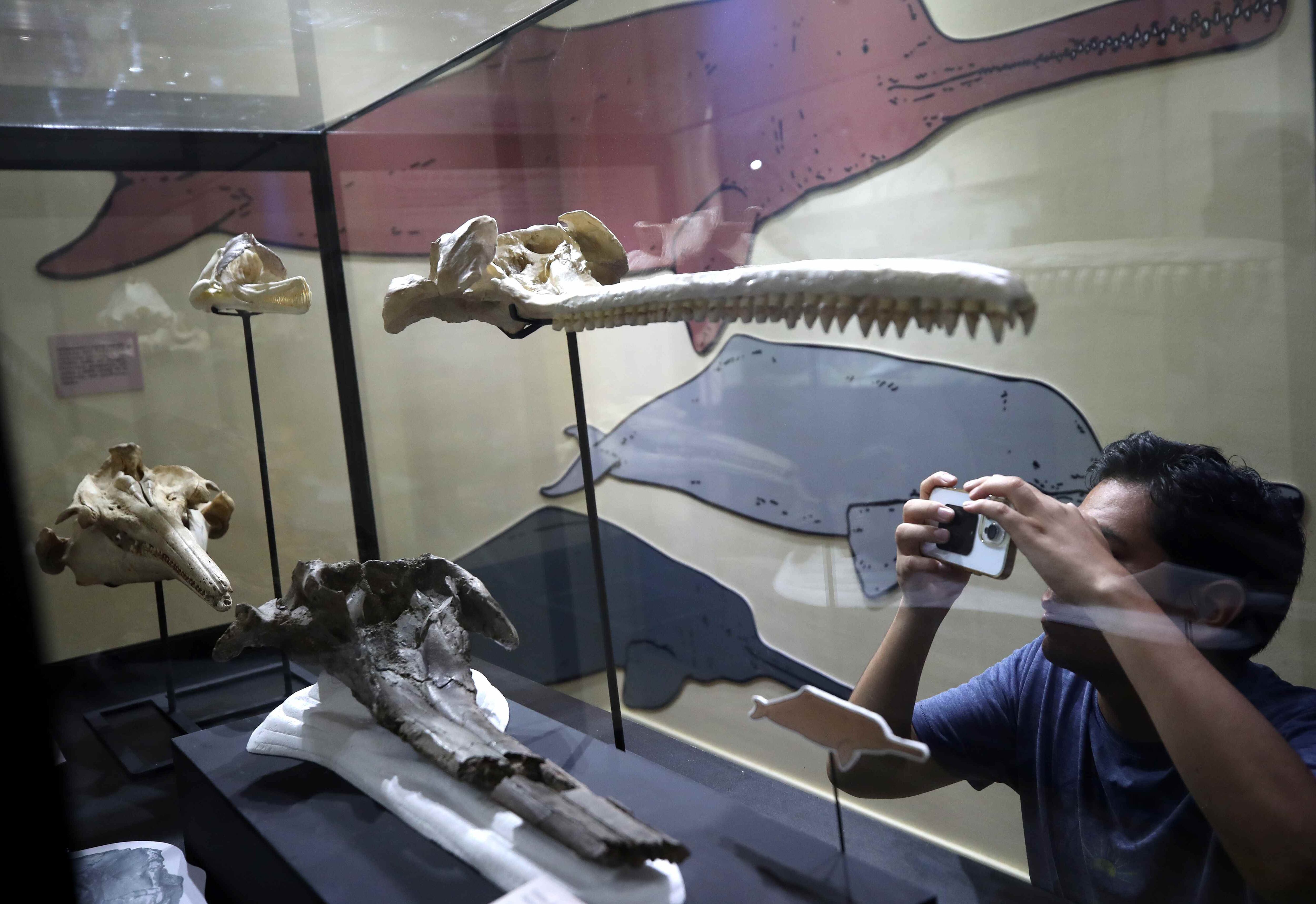 Una persona toma una fotografía a un cráneo de 16 millones de años expuesto en el museo de Historia Natural, el 21 de marzo de 2024 en Lima (Perú). EFE/ Paolo Aguilar
