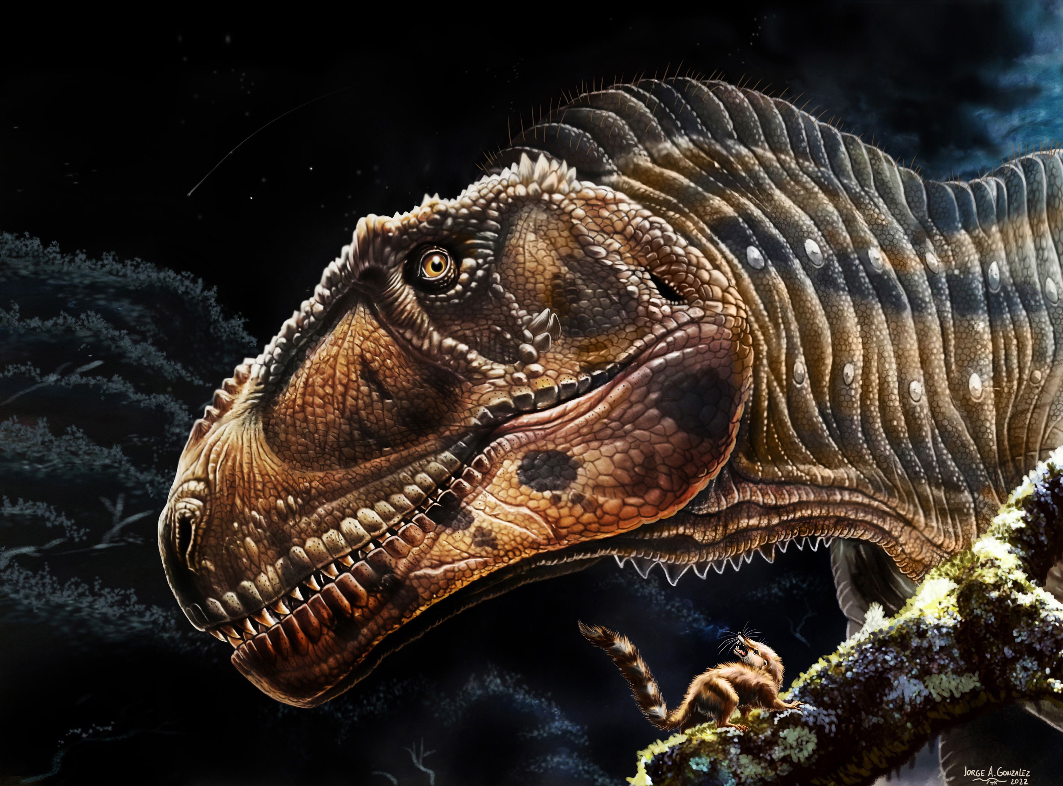 Meraxes gigas, el nuevo dinosaurio gigante y con diminutos brazos hallado en Argentina