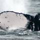 Ecuador lidera en América Latina investigaciones sobre ballenas jorobadas