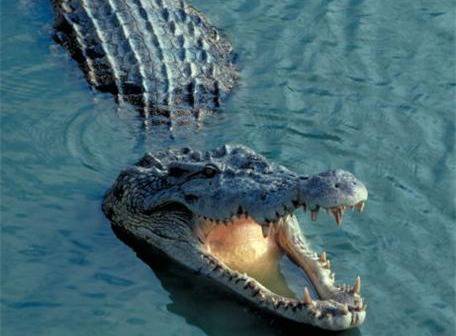 El cocodrilo 'Lolong', declarado el más grande del mundo en cautiverio |  Ecología | La Revista | El Universo