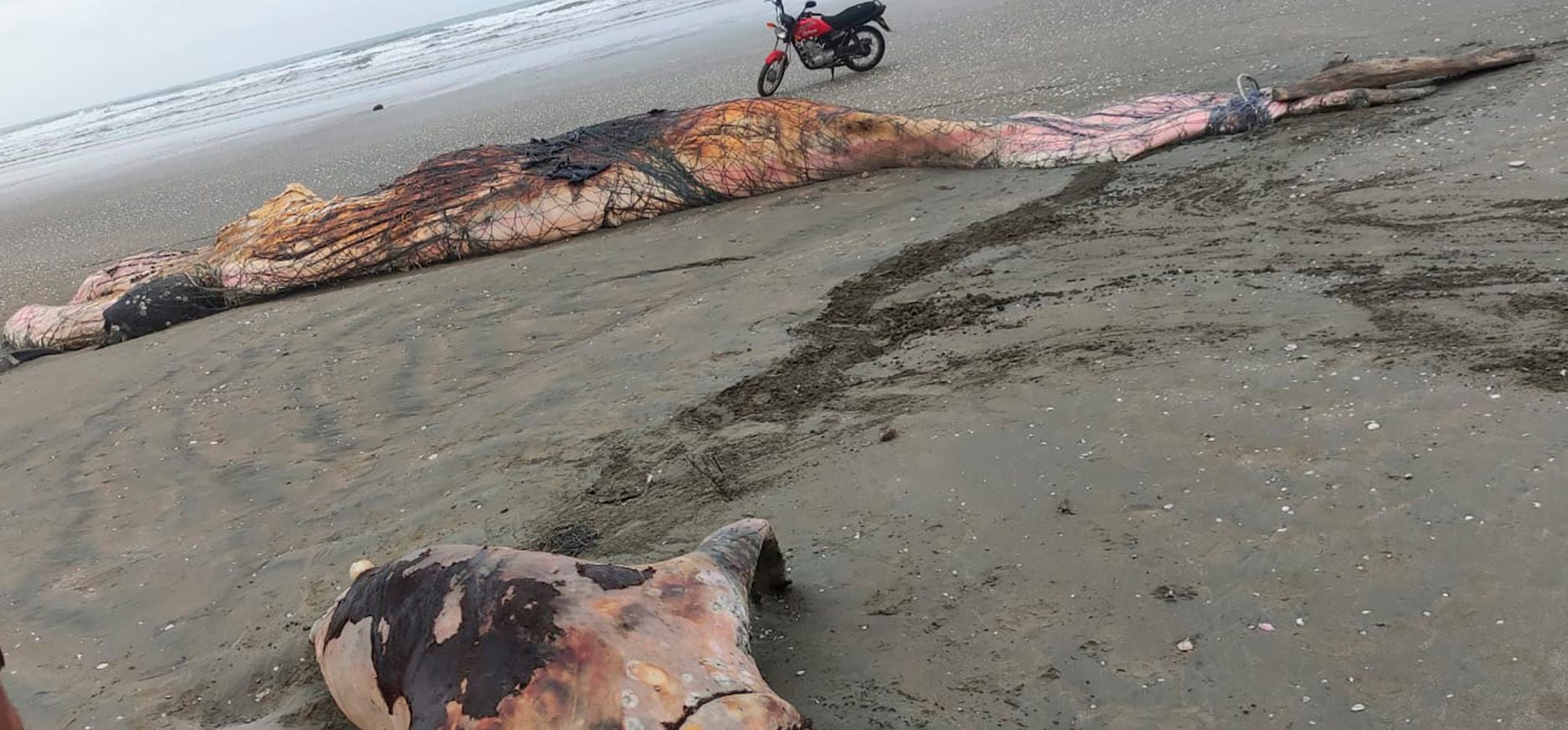 Enredadas en mallas de pesca, cuatro especies marinas fueron halladas en estado de descomposición en playa de Manabí